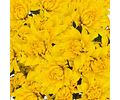 10 ESQUEJES DE CRISANTEMOS AMARILLO