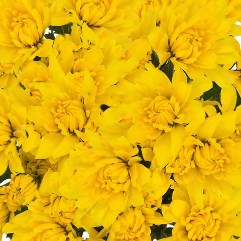 10 ESQUEJES DE CRISANTEMOS AMARILLO