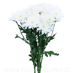 10 ESQUEJES DE CRISANTEMOS BLANCO