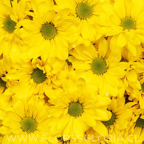 10 ESQUEJES DE CRISANTEMOS MARGARITA AMARILLO