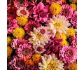 10 ESQUEJES DE CRISANTEMOS MIX DE COLORES