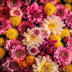 10 ESQUEJES DE CRISANTEMOS MIX DE COLORES