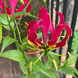 TUBERO DE GLORIOSA SUPERBA