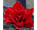 AMARYLLIS DOBLE MALAGA 