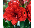 AMARYLLIS DOBLE MALAGA 