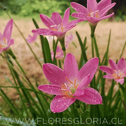 PACK BULBOS DE ZEPHYRANTHES