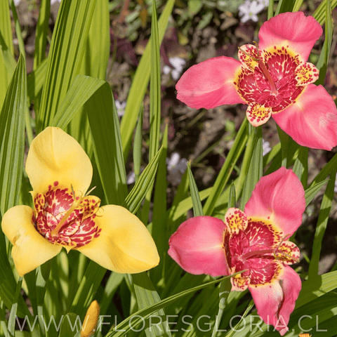 PACK BULBOS DE TIGRIDIA PAVONIA MIX