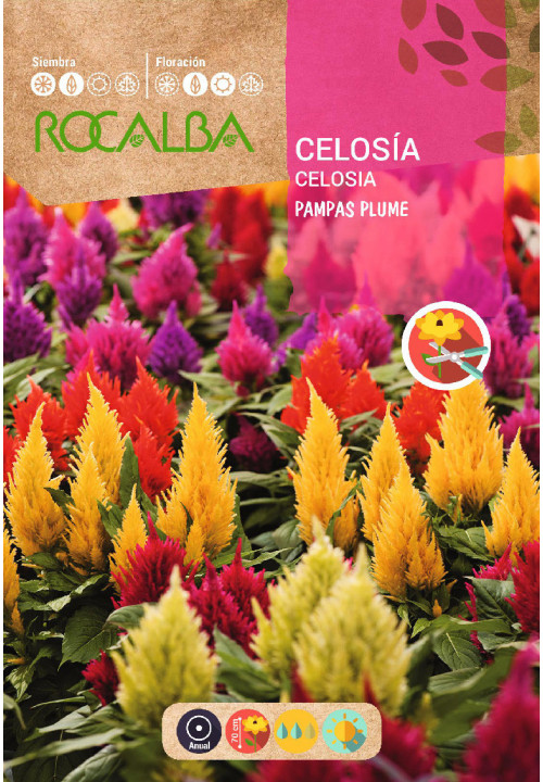 Celosia Plumosa