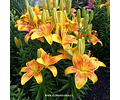 PACK LILIUM POT TINY NUGGET 