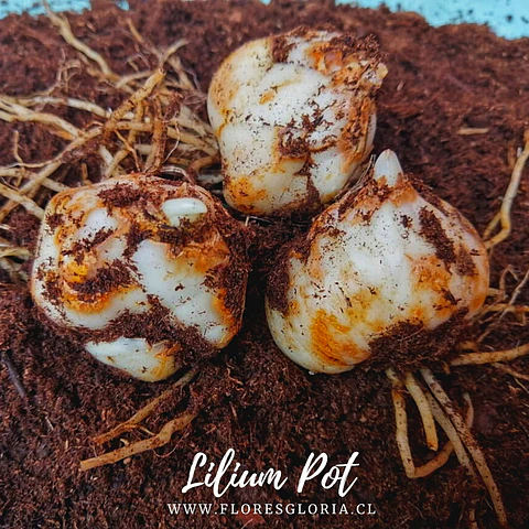 PACK LILIUM POT TINY LION