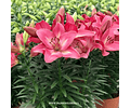 PACK LILIUM POT SUMMER SKY