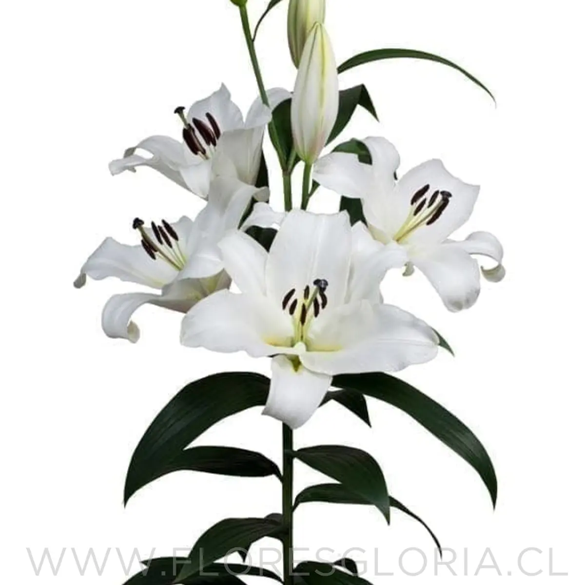 Lilium Oriental M 17