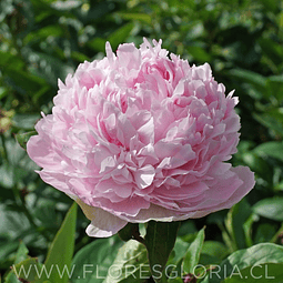 RAIZ DE PEONIA ANGEL CHEEKS