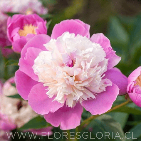 RAIZ DE PEONIA BOWL OF BEAUTY