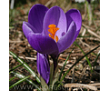 BULBOS DE CROCUS FLOWER RECORD