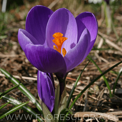 BULBOS DE CROCUS FLOWER RECORD
