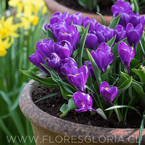 BULBOS DE CROCUS FLOWER RECORD