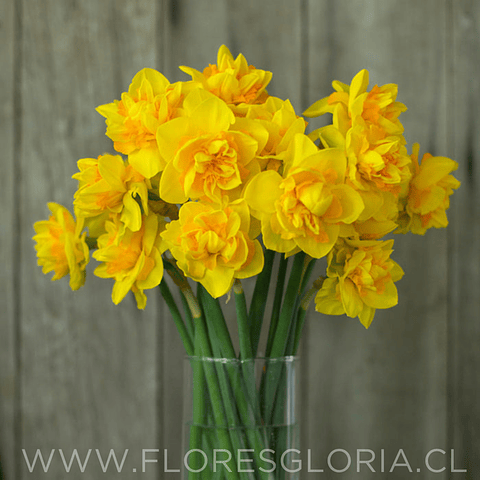 PACK BULBOS DE NARCISOS BRIGHT PARADISE