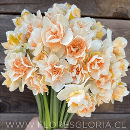 PACK BULBOS DE NARCISOS SWEET PARADISE