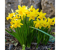 PACK BULBOS DE NARCISOS GOLDEN CARPET