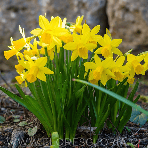 PACK BULBOS DE NARCISOS GOLDEN CARPET