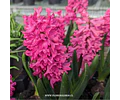 PACK BULBOS DE JACINTOS JAN BOS 
