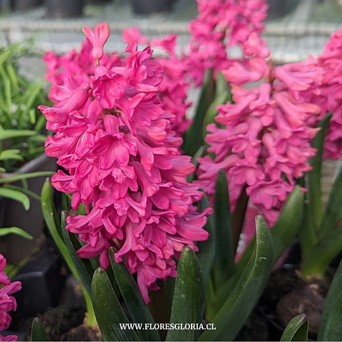 PACK BULBOS DE JACINTOS JAN BOS 