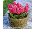 PACK BULBOS DE JACINTOS JAN BOS 