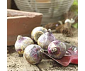 PACK BULBOS DE JACINTOS JAN BOS 