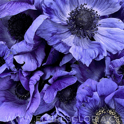 PACK BULBOS DE ANÉMONAS AZUL