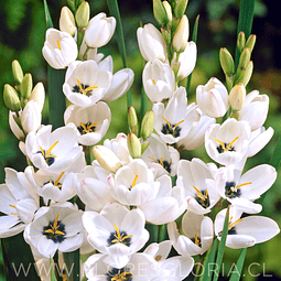 PACK BULBOS DE IXIAS GIANT