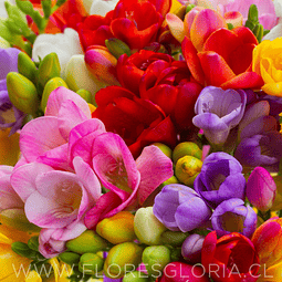 PACK BULBOS DE FRESIAS  MIX