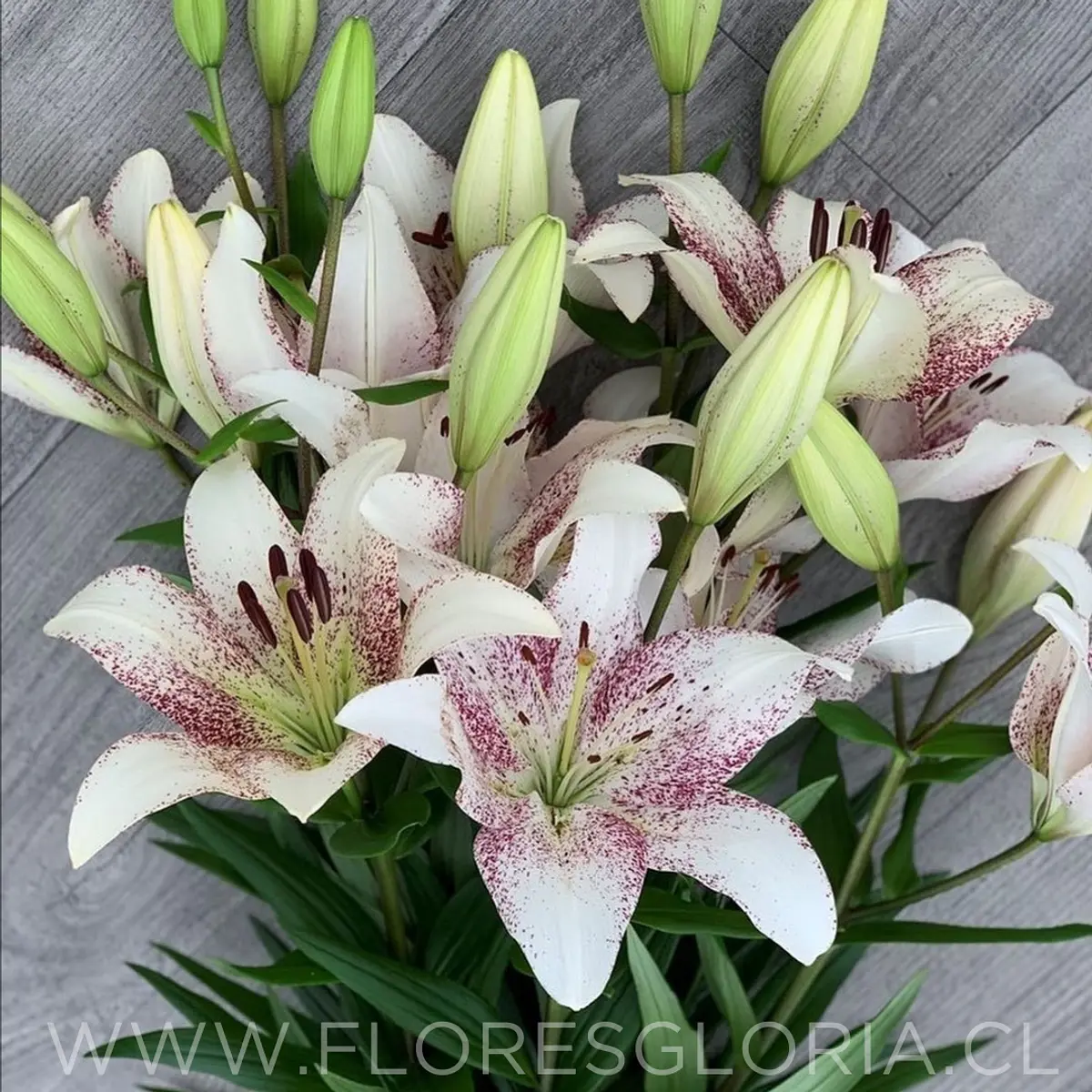 PACK LILIUM ASIATICOS BICOLOR