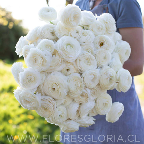 PACK RANÚNCULOS BLANCOS