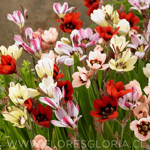 PACK BULBOS DE SPARAXIS 