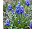PACK BULBOS DE MUSCARIS AZUL 