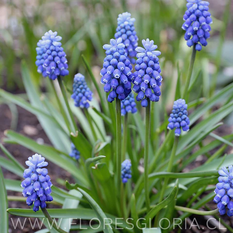 PACK BULBOS DE MUSCARIS AZUL 