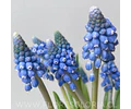 PACK BULBOS DE MUSCARIS AZUL 
