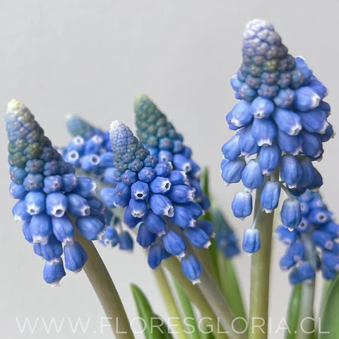 PACK BULBOS DE MUSCARIS AZUL 