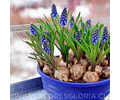 PACK BULBOS DE MUSCARIS AZUL 