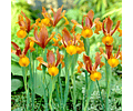 PACK DE IRIS HOLANDICA AUTUMN PRINCESS