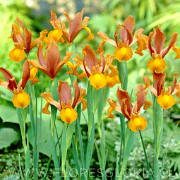 PACK DE IRIS HOLANDICA AUTUMN PRINCESS