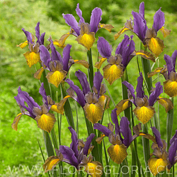 PACK DE IRIS HOLANDICA PICASSO