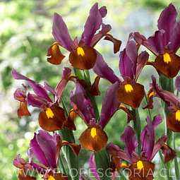PACK DE IRIS HOLANDICA RED EMBER
