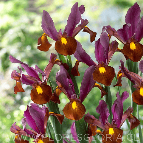 PACK DE IRIS HOLANDICA RED EMBER