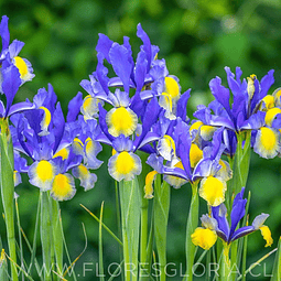PACK DE IRIS HOLANDICA MISS SAIGON
