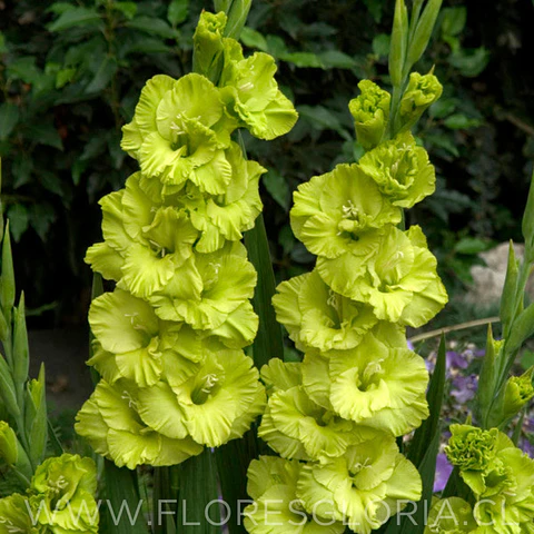 PACK CORMOS DE GLADIOLOS GREEN STAR