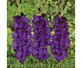 PACK CORMOS DE GLADIOLOS PURPLE FLORA