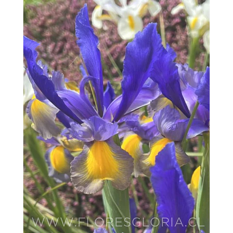 Caja especial DIA DE LA MADRE 💕