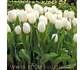 PACK BULBOS DE TULIPANES ANTARTICA